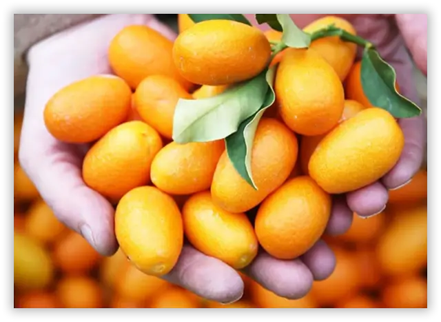 Kamkat (Kumkuat) - Görsel 3