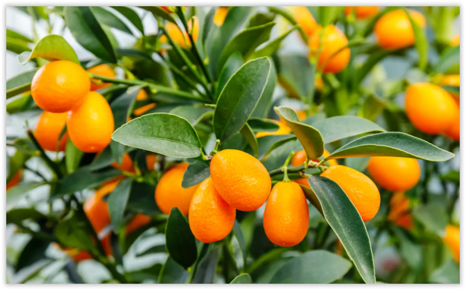 Kamkat (Kumkuat) - Görsel 2