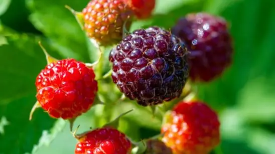 Böğürtlen - Görsel 3