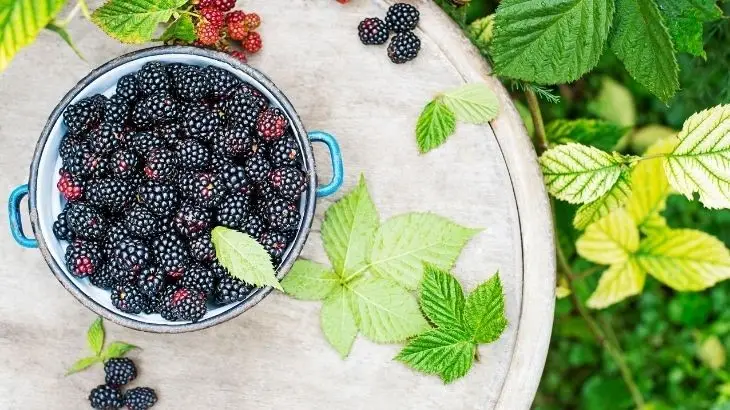 Böğürtlen - Görsel 2